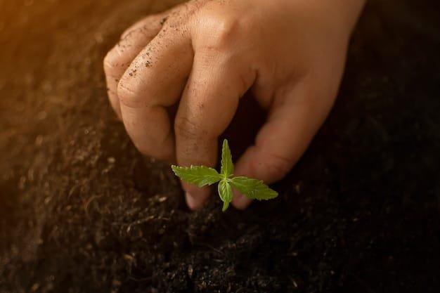 A close up of hands planting a seedling in fertile soil, symbolizing growth and environmental responsibility in investment.